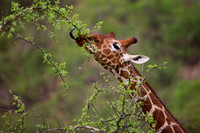 Reticulated Giraffe
