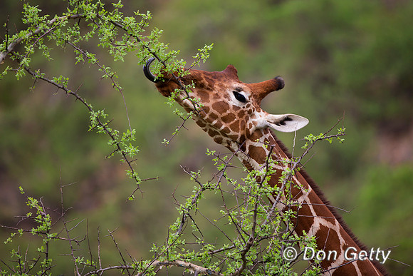 Reticulated Giraffe