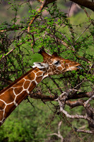 Reticulated Giraffe