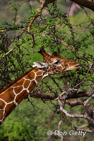 Reticulated Giraffe