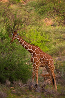 Reticulated Giraffe