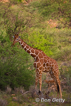 Reticulated Giraffe