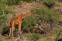 Reticulated Giraffe