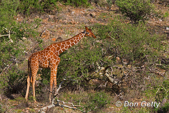 Reticulated Giraffe
