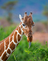 Reticulated Giraffe