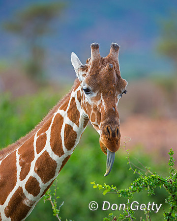 Reticulated Giraffe