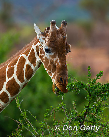 Reticulated Giraffe
