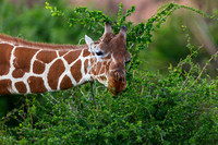 Reticulated Giraffe