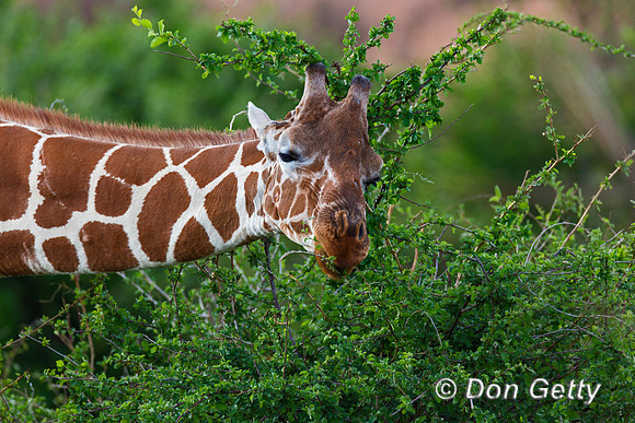 Reticulated Giraffe