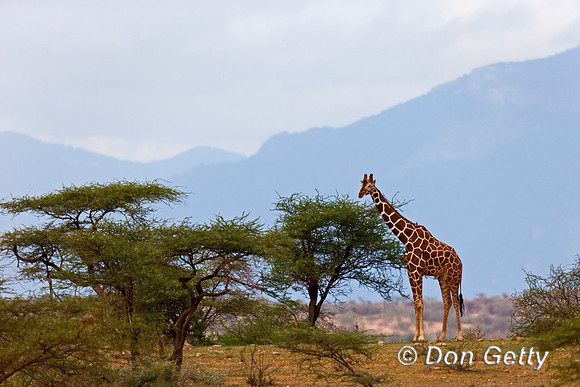 Reticulated Giraffe