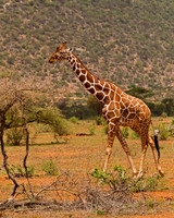 Reticulated Giraffe