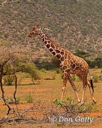 Reticulated Giraffe