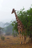 Reticulated Giraffe