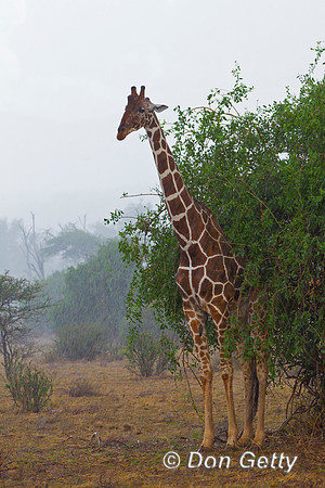 Reticulated Giraffe