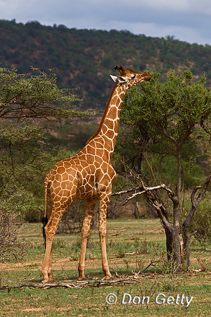 Reticulated Giraffe