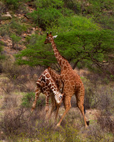 Reticulated Giraffe