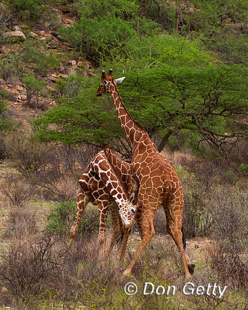 Reticulated Giraffe