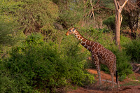 Reticulated Giraffe