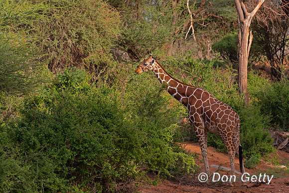 Reticulated Giraffe