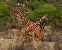 Reticulated Giraffe