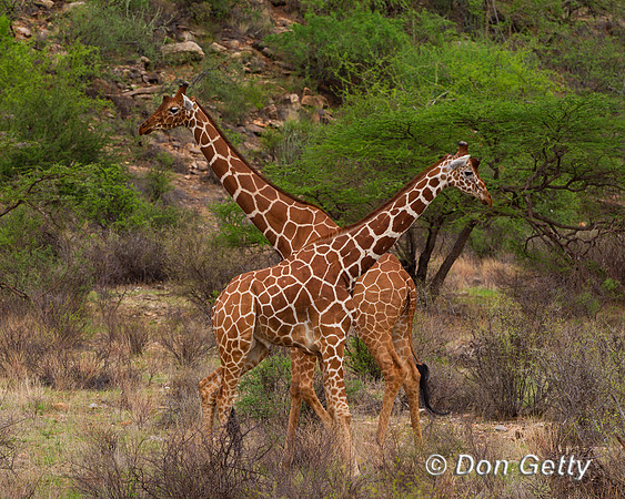 Reticulated Giraffe