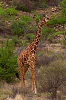 Reticulated Giraffe