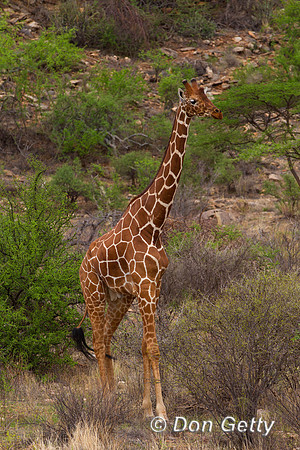 Reticulated Giraffe