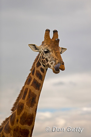 Rothschild's Giraffe