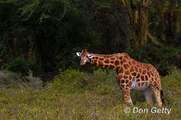 Rothschild's Giraffe