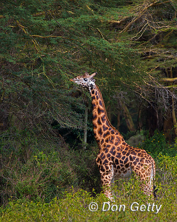 Rothschild's Giraffe