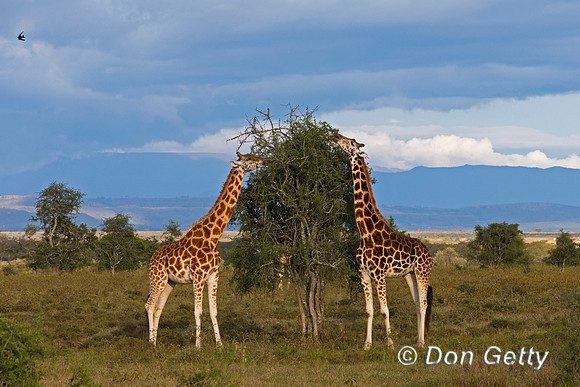 Rothschild's Giraffe