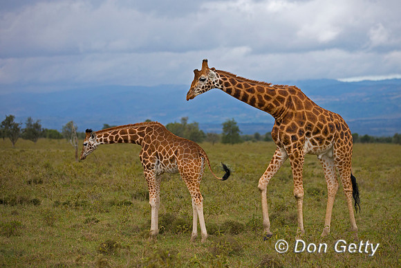 Rothschild's Giraffe