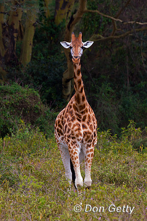 Rothschild's Giraffe
