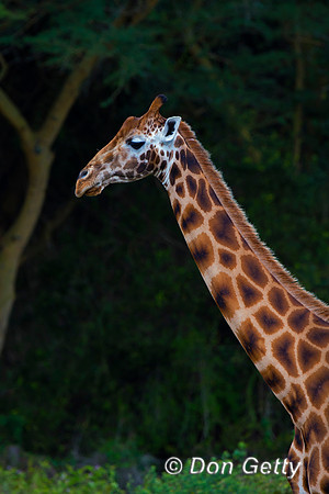 Rothschild's Giraffe