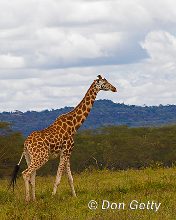 Rothschild's Giraffe