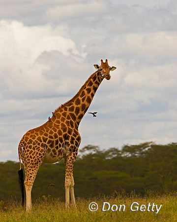 Rothschild's Giraffe