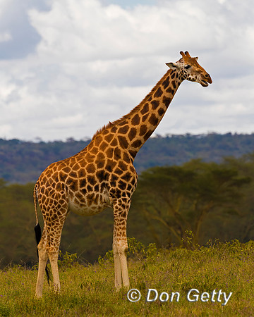 Rothschild's Giraffe