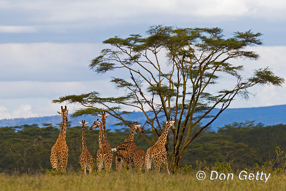 Rothschild's Giraffe