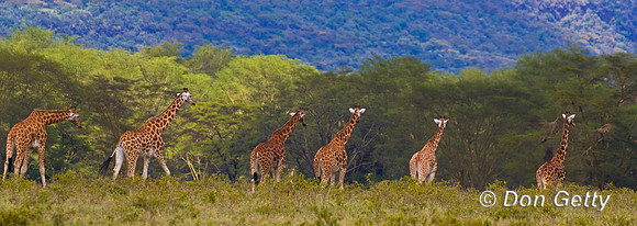 Rothschild's Giraffe