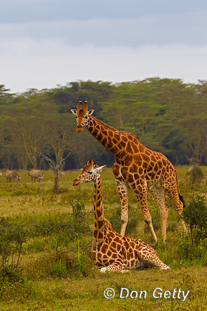 Rothschild's Giraffe