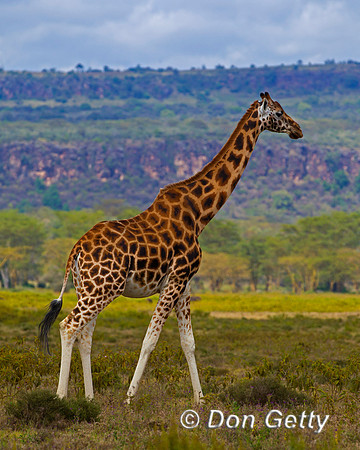 Rothschild's Giraffe