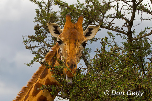 Rothschild's Giraffe