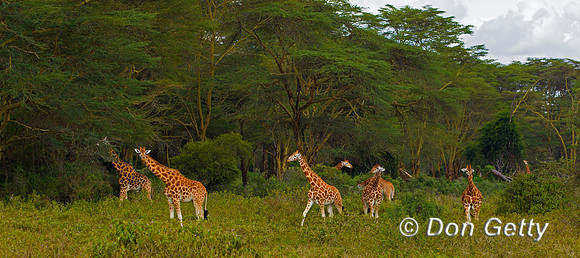 Rothschild's Giraffe