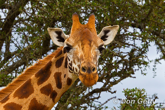 Rothschild's Giraffe