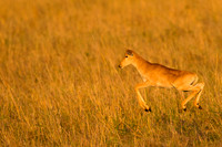 Hartebeest