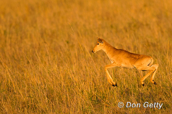 Hartebeest