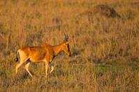 Hartebeest