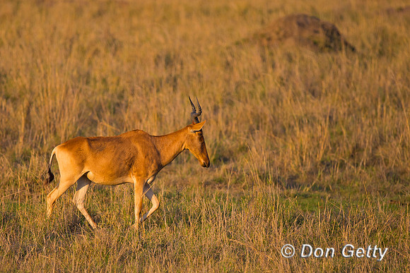 Hartebeest