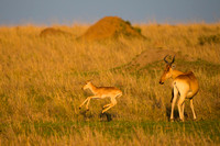 Hartebeest