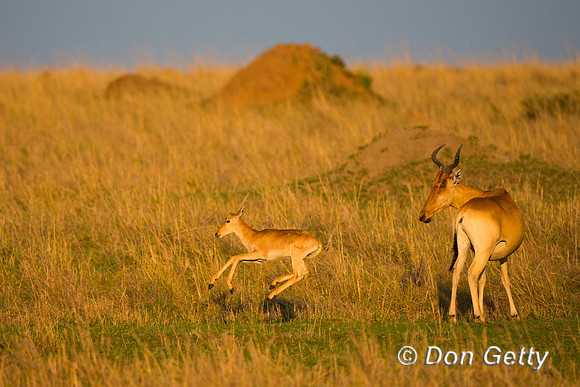 Hartebeest